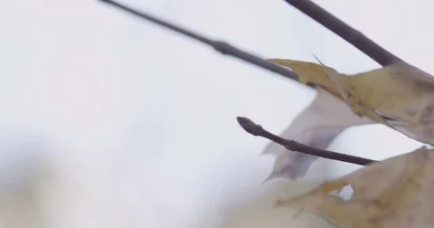 Sunlight makes its way through trees, in focus and out of focus, statics and not Stock-Footage 75308367