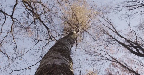 Sunlight makes its way through trees, in focus and out of focus, statics and not Stock Footage 75308985