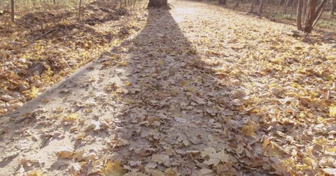 Sunlight makes its way through trees, in focus and out of focus, statics and not 스톡 동영상 75309087