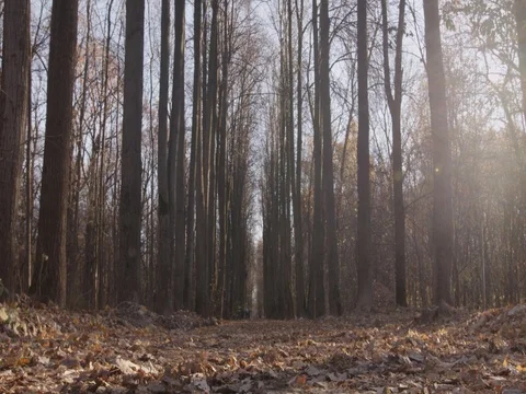 Sunlight makes its way through trees, in focus and out of focus, statics and not Stock Footage 75309181