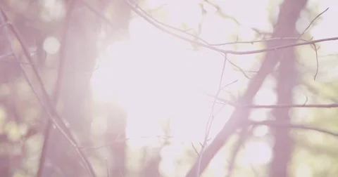 Sunlight makes its way through trees, in focus and out of focus, statics and not Vidéo 75309440