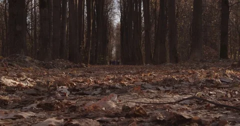 Sunlight makes its way through trees, in focus and out of focus, statics and not Stock Footage 75309547