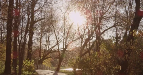 Sunlight makes its way through trees, in focus and out of focus, statics and not Stock Footage 75309711