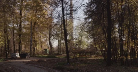Sunlight makes its way through trees, in focus and out of focus, statics and not Stock Footage 75309852