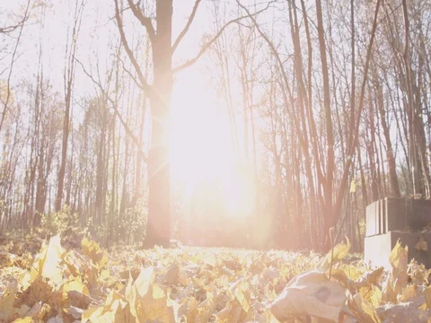 Sunlight makes its way through trees, in focus and out of focus, statics and not Stock Footage 75310045