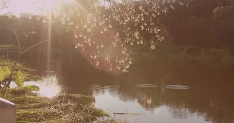 Sunlight makes its way through trees, in focus and out of focus, statics and not Stock Footage 75314633