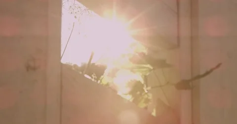 Sunlight makes its way through trees, in focus and out of focus, statics and not Stock Footage 75314663
