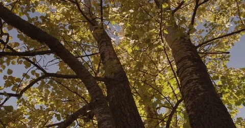 Sunlight makes its way through trees, in focus and out of focus, statics and not Stock Footage 75314790