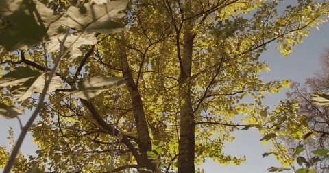 Sunlight makes its way through trees, in focus and out of focus, statics and not Stock Footage 75314974