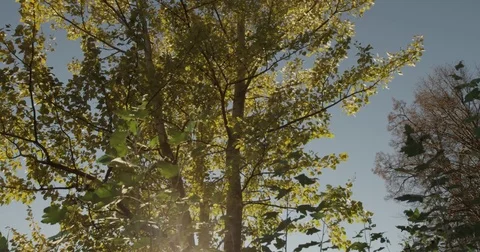 Sunlight makes its way through trees, in focus and out of focus, statics and not Stock Footage 75315296