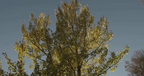 Sunlight makes its way through trees, in focus and out of focus, statics and not Stock Footage 75315427