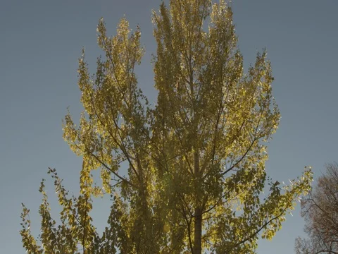 Sunlight makes its way through trees, in focus and out of focus, statics and not Stock Footage 75315538