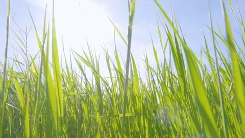 Sunlight makes its way through the Bright juicy grass. Solar glare in a mea.. Stock Footage 76091789