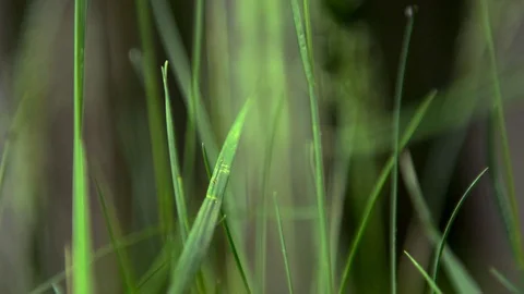 Sunlight makes its way through the Bright juicy grass. Solar glare in a meadow Stock Footage 108780925