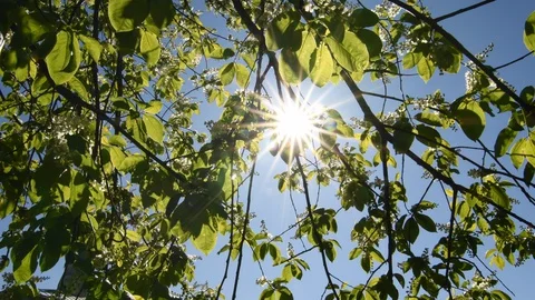 Sunlight makes its way through the leaves of the trees. Video stock 130075746
