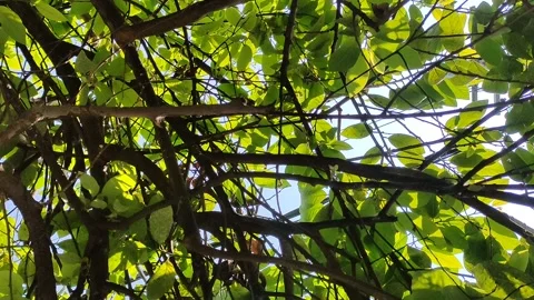 Sunlight Makes Its Way Through The Leaves Of The Trees. Solar Glare In A Dens Stock Footage 206722896