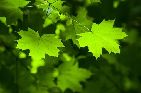 Sunlight on maple leaves in the forest Stock Photos