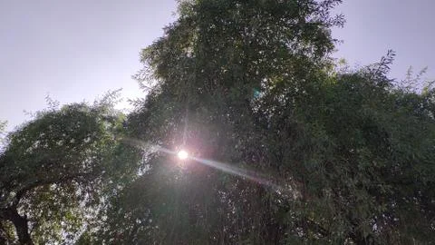 Sunlight from middle of the tree 库存照片