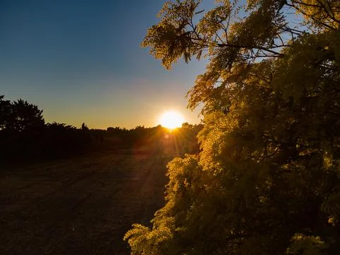 Sunlight on a mimosa tree Stock Photos