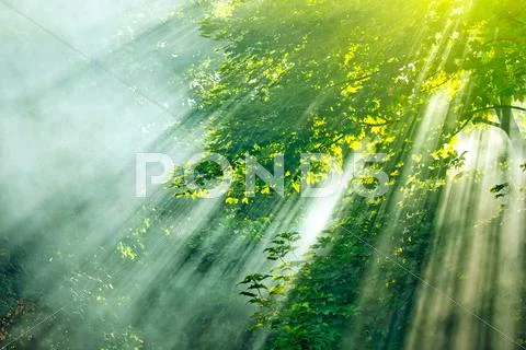 Sunlight mist forest Stock Photos