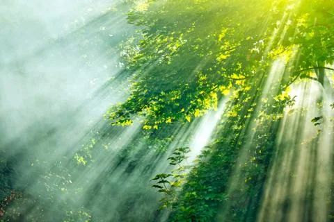 Sunlight mist forest Stock Photos