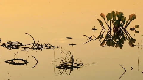 Sunlight morning Stock Footage 135100423