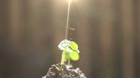 Sunlight in morning with plants. Stock Footage 83969230