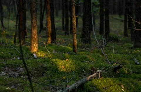 Sunlight on the moss in forest Stock Photos