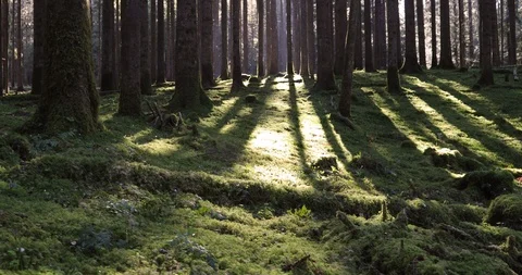 Sunlight in mossy forest landscape Stock Footage 119241949