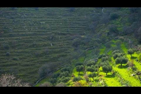 Sunlight Moving Across Wind-Swept Olive Grove In Cyclades Greece, 4K Stock Footage 329925965