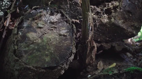 Sunlight moving on old trunks in the forest Stock Footage 97074346