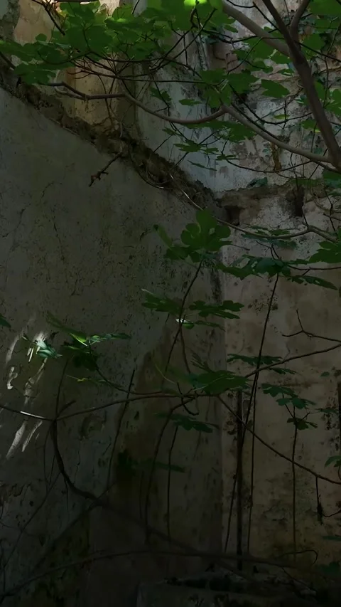 Sunlight moving over old weathered wall covered in ivy Stock Footage 294963947
