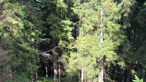 Sunlight moving through dense forest canopy Stock Footage 282129552