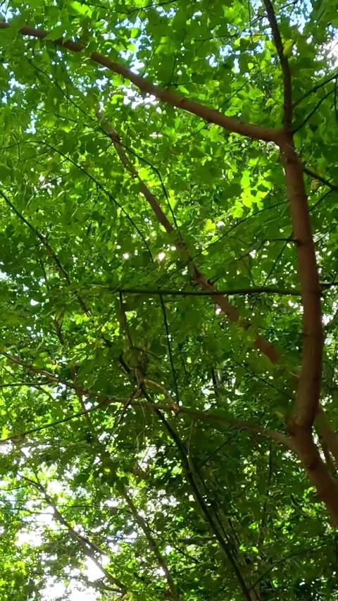 Sunlight moving through green forest canopy Stock Footage 319046229