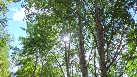 Sunlight moving through tall trees in forest canopy Stock Footage 317440284