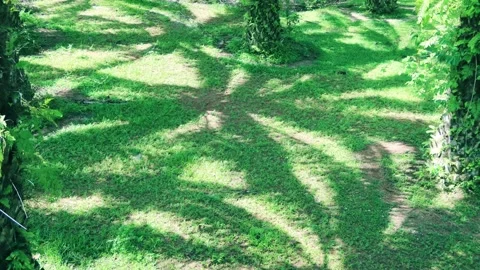 Sunlight n sun light ray shadow of Coconut Palm tree leaf on green grass lawn Vídeos de archivo 330453228