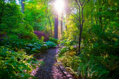 Sunlight Nature Trail Stock Photos