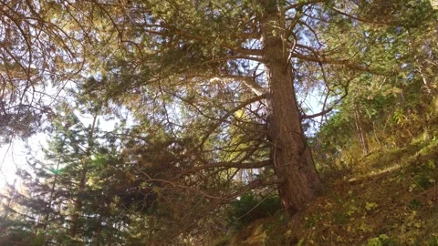Sunlight in a North Caucasus Forest Stock Footage 320853892