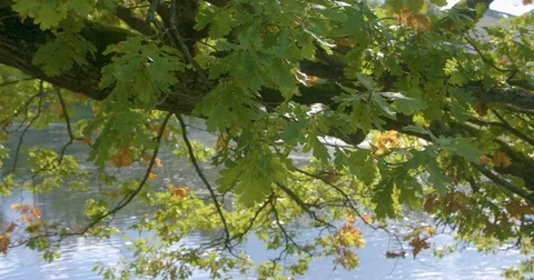 The sunlight on the oak leaves in the park Stock Footage 80250386