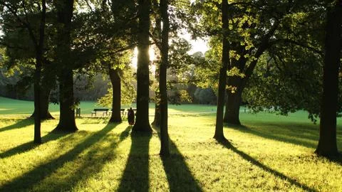 Sunlight obscured by trees in park Stock Photos