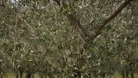 Sunlight Olive Leaves on a Clear Day Stock Footage 332128528