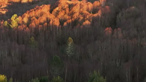 Sunlight Over Autumn Forest Trees. Aerial Drone Shot Stock Footage 303698440