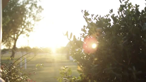 Sunlight over a Bush 動画素材 136336366