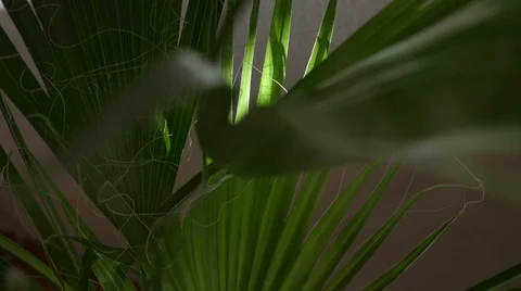 Sunlight Over Fan Palm Indoor House Plant in Time-Lapse Stock Footage 121207360