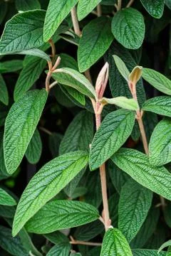 Sunlight over green plants pattern Stock Photos