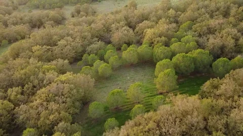 Sunlight Over Hills and Trees with Clouds in the Sky Stock Footage 320198297
