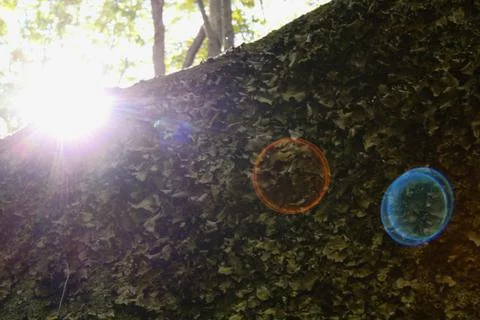 Sunlight Over a Rock Stock Photos