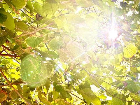 Sunlight over the trees Stock Photos