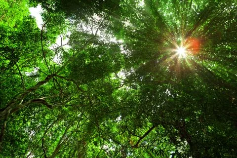 Sunlight over tropical forest Stock Photos