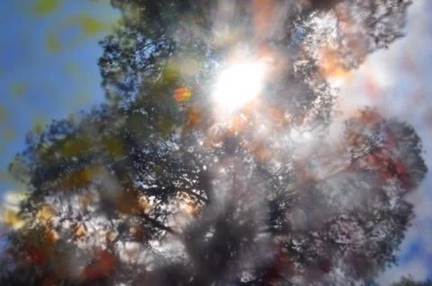 Sunlight paint stained branches Stock-Fotos